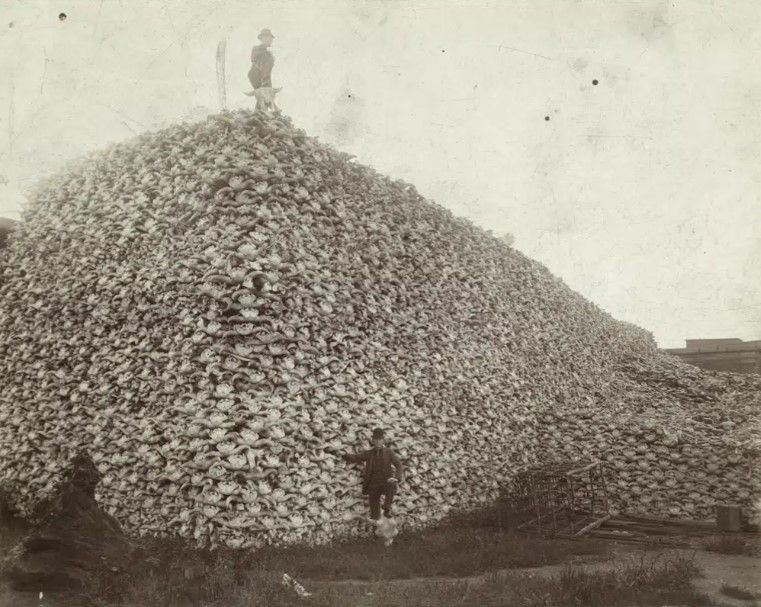 In this 1892 photo made available by the Burton Historical Collection, Detroit Public Library, a man stands atop a pile of buffalo skulls as another rests his foot on one at a glue factory in Rougeville, Mich. U.S. officials will work to restore more large bison herds to Native American lands under an order Friday, March 3, 2023, from Interior Secretary Deb Haaland that calls for the government to tap into Indigenous knowledge in its efforts to conserve the burly animals that are an icon of the American West. / Burton Historical Collection, Detroit Public Library via AP File
