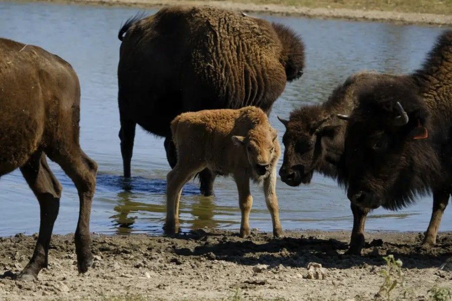 A young bison calf stands in a pond with its herd at Bull Hollow, Okla., on Sept. 27, 2022. American bison, also known as buffalo, have bounced back from their near extinction due to commercial hunting in the 1800s. But they remain absent from most of the grasslands they once occupied, and many tribes have struggled to restore their deep historical connections to the animals. / AP Photo File Photo by Audrey Jackson