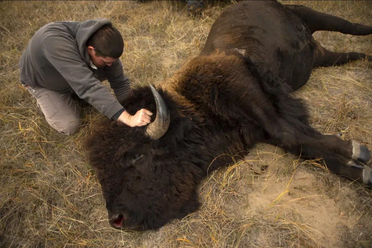 T.J. Heinert, assistant range manager of Wolakota Buffalo Range near Spring Creek, S.D., inspects the bull bison he harvested on Friday, Oct. 14, 2022. Across the U.S., from New York to Oklahoma to Alaska, 82 tribes now have more than 20,000 bison in 65 herds. U.S. Interior Sec. Deb Haaland on Friday, March 3, 2023 issued an order intended to restore more large bison herds to Native American lands. / AP Photo File Photo by Toby Brusseau