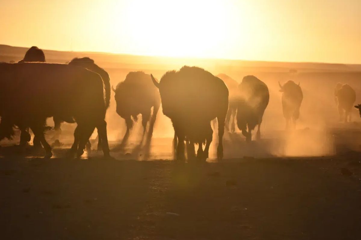 U.S. To Focus Bison Restoration On Expanding Tribal Herds