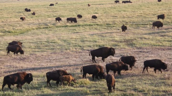 Bison graze in Yellowstone National Park's Lamar Valley in 2012. Photo by Tim Olson / Flickr