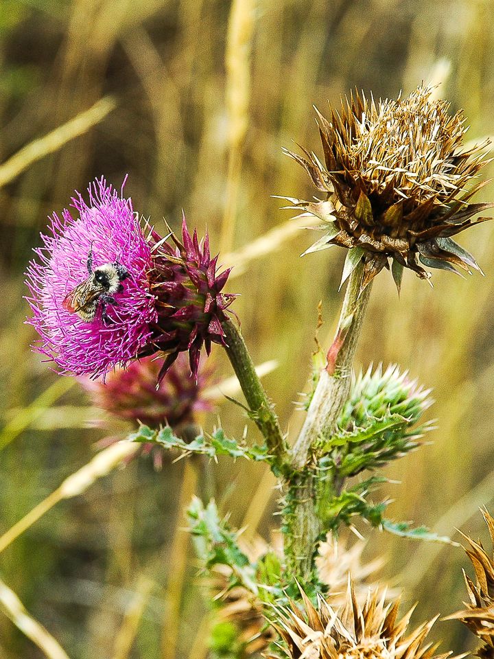 Pulling Thistles, Sowing Hope
