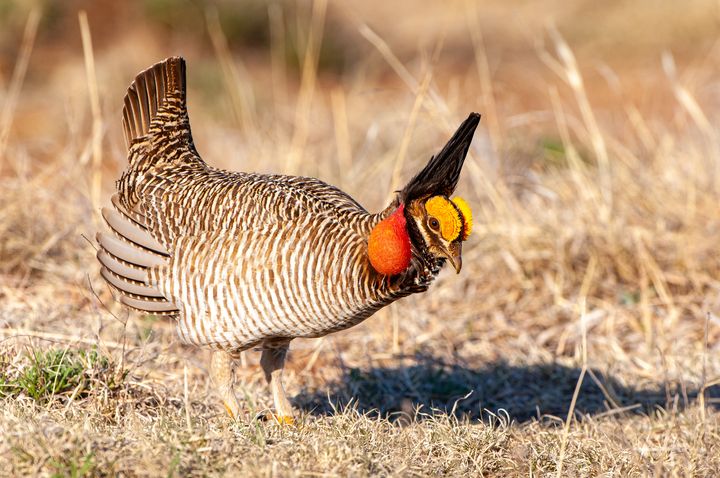 Lesser Prairie Chicken (Tympanuchus pallidicinctus) dancing or "drumming" on a lek, which is a mating display, in northern Ok