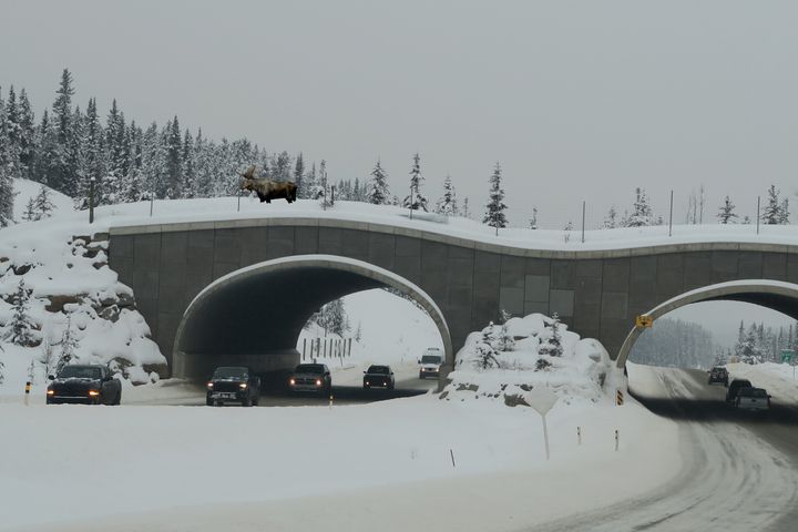 Moose crossing Trans-Canada Highway in Feb. 2018 in Banff National Park/ Photo courtesy Istock Photo