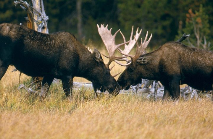 Bull moose in Grand Teton National Park. / Photo courtesy of NPS